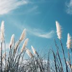 white and green grass