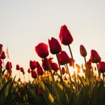 a field of red tulips with the sun in the background